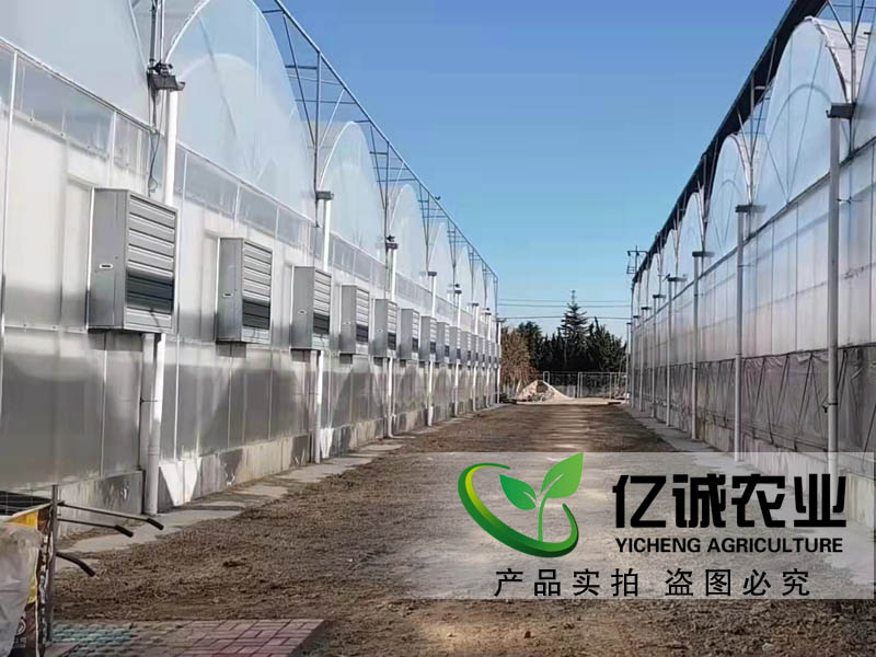 連棟溫室大棚 連棟溫室大棚