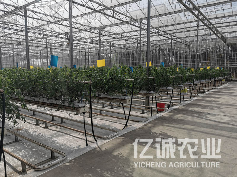 種植溫室大棚 種植溫室大棚