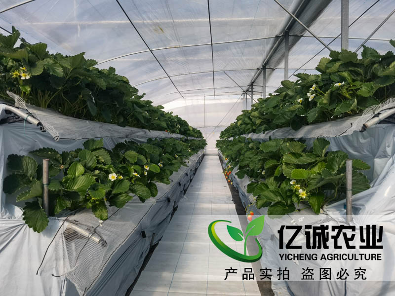 現(xiàn)代化玻璃溫室大棚廠家 現(xiàn)代化玻璃溫室大棚廠家