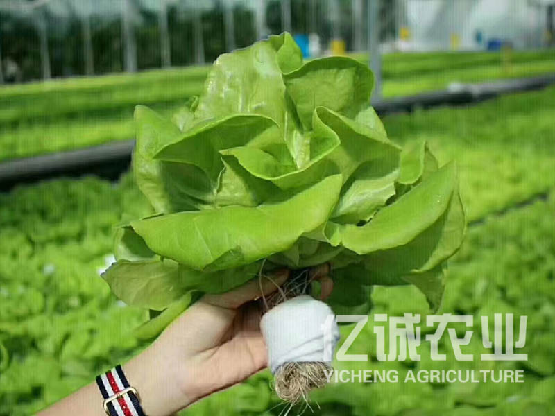 蔬菜無土栽培 蔬菜無土栽培