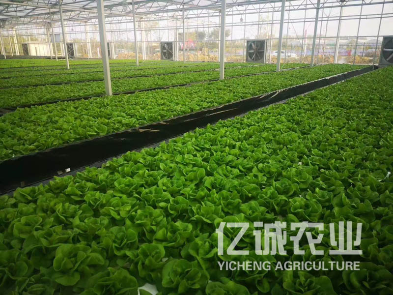 無土栽培蔬菜 無土栽培蔬菜