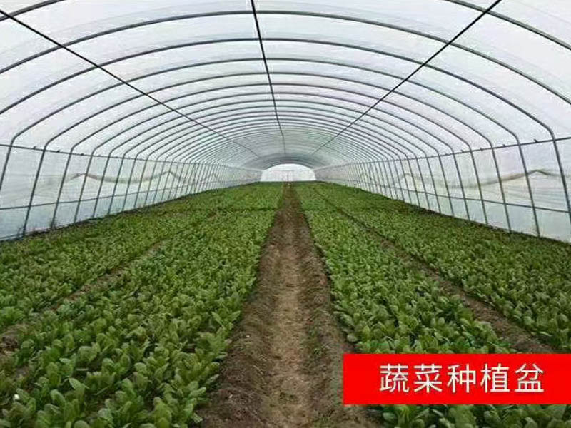 蔬菜大棚廠家 蔬菜大棚廠家
