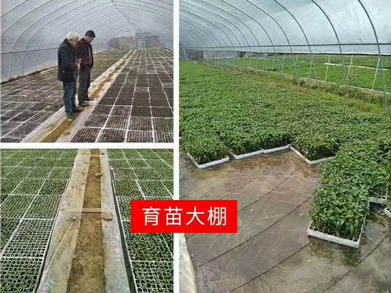 蔬菜大棚廠家 蔬菜大棚廠家