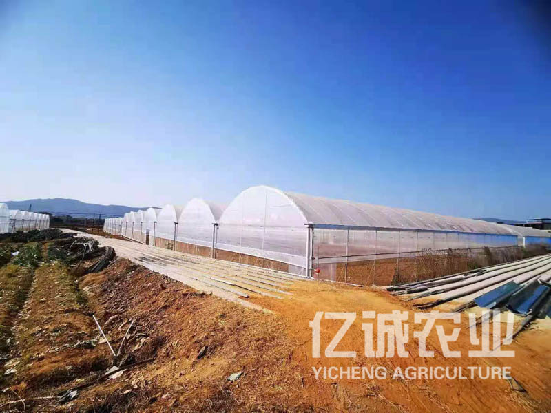 拱形薄膜連棟溫室大棚 拱形薄膜連棟溫室大棚