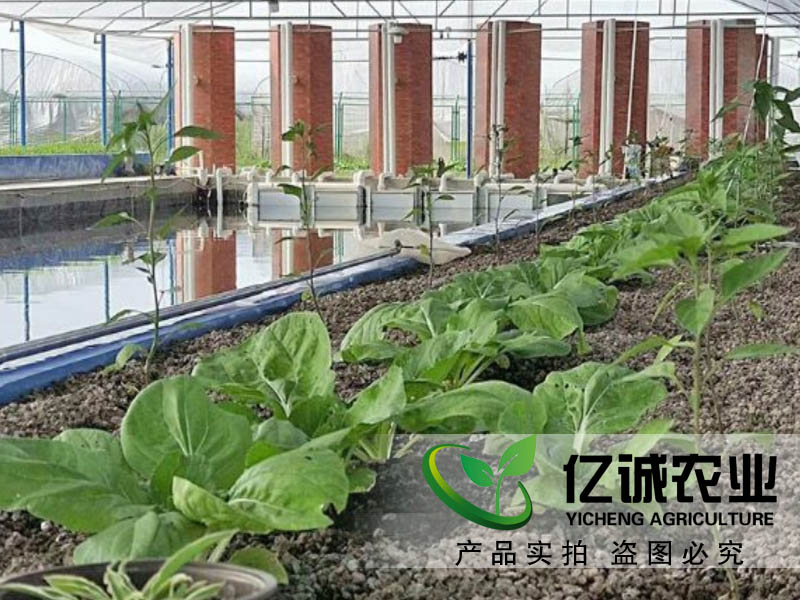 魚菜共生溫室大棚建設 魚菜共生溫室大棚建設