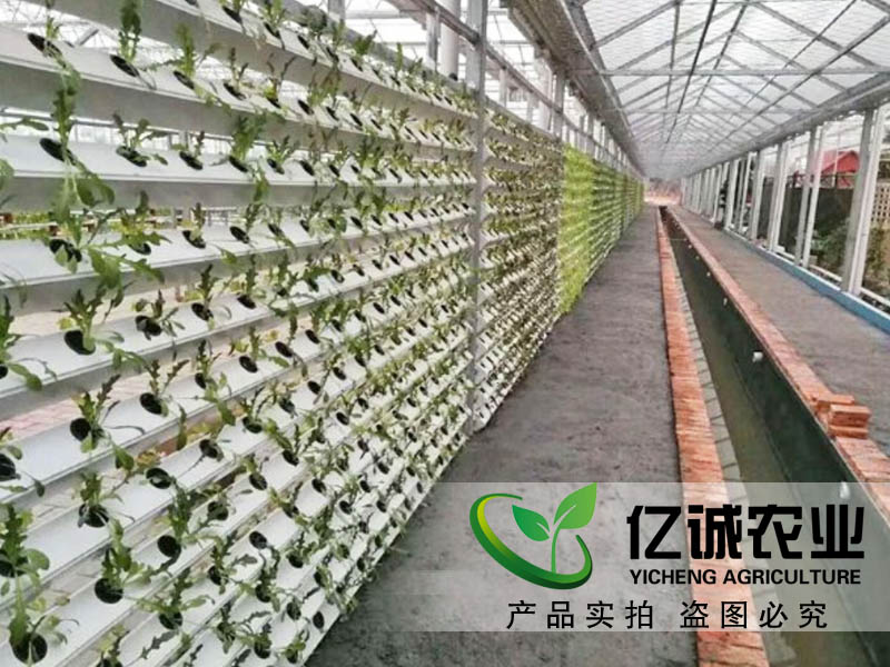 魚菜共生大棚建設 魚菜共生大棚建設