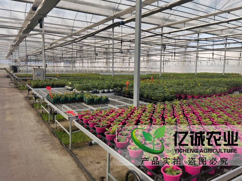 雙膜雙拱聯(lián)動大棚 雙膜雙拱聯(lián)動大棚